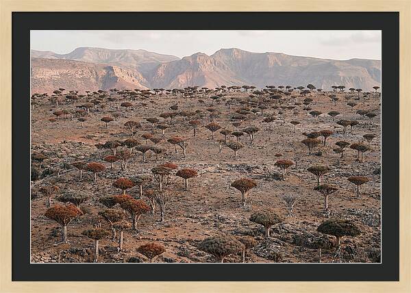 Dragon Blood Trees On Socotra Island