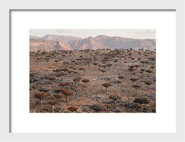 Dragon Blood Trees On Socotra Island