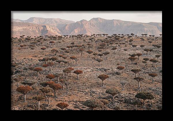 Dragon Blood Trees On Socotra Island