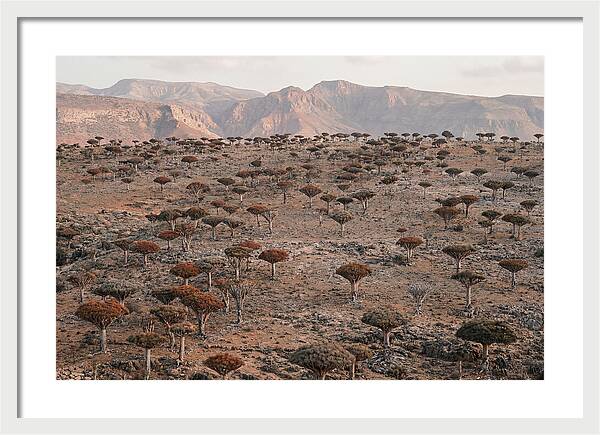 Dragon Blood Trees On Socotra Island