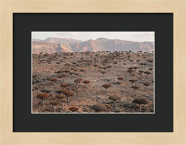 Dragon Blood Trees On Socotra Island