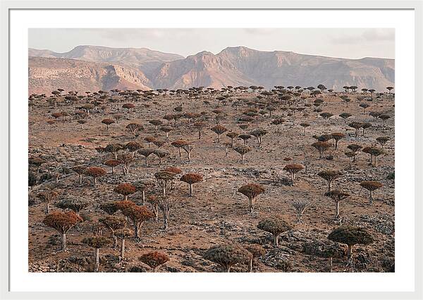 Dragon Blood Trees On Socotra Island