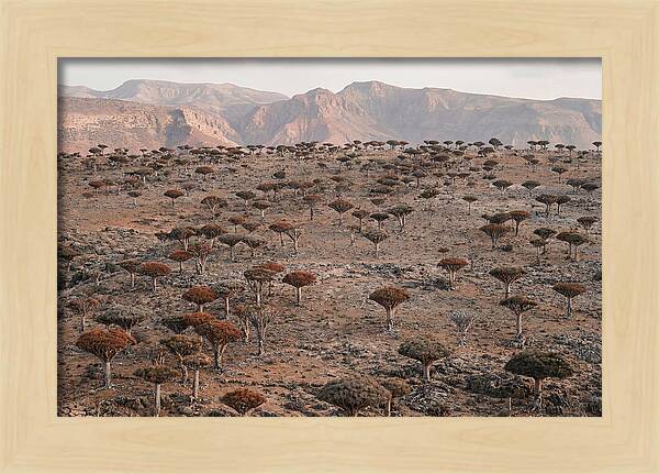 Dragon Blood Trees On Socotra Island