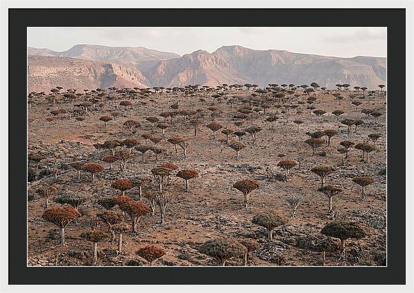 Dragon Blood Trees On Socotra Island