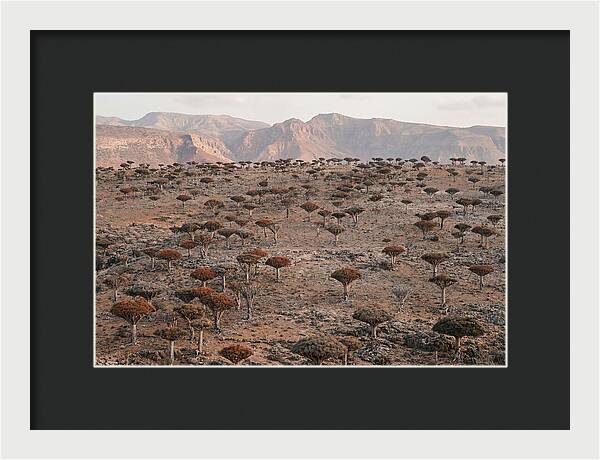 Dragon Blood Trees On Socotra Island