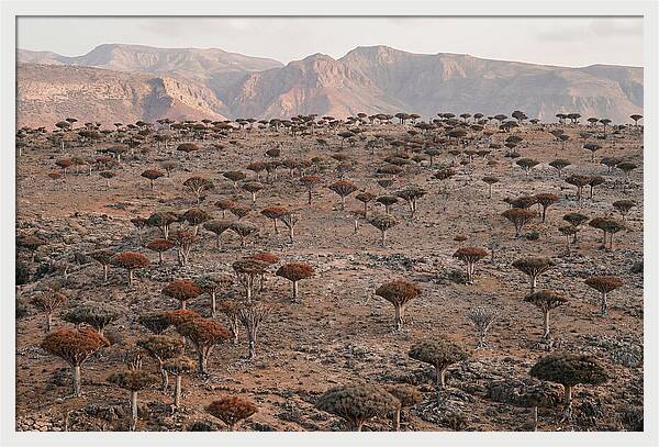 Dragon Blood Trees On Socotra Island