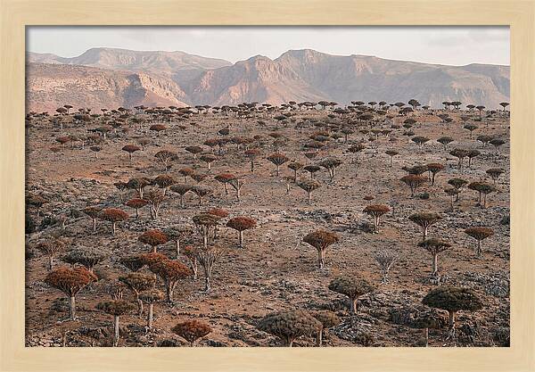 Dragon Blood Trees On Socotra Island