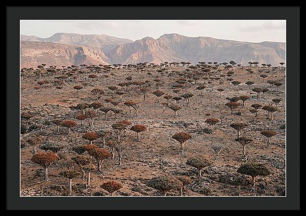 Dragon Blood Trees On Socotra Island