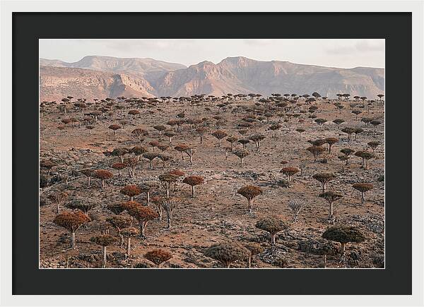 Dragon Blood Trees On Socotra Island