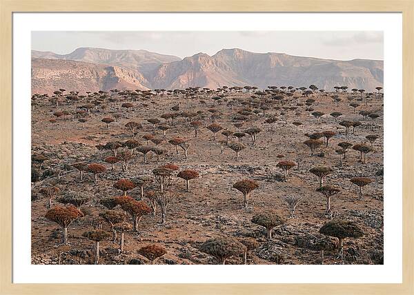 Dragon Blood Trees On Socotra Island