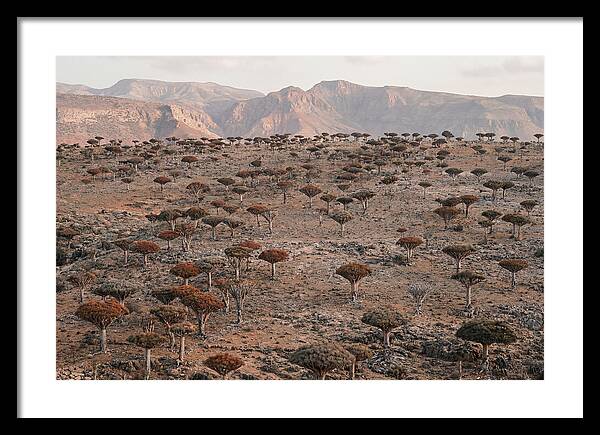 Dragon Blood Trees On Socotra Island