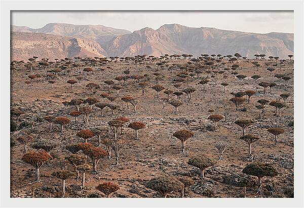 Dragon Blood Trees On Socotra Island