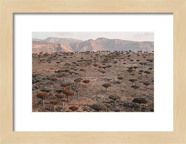 Dragon Blood Trees On Socotra Island