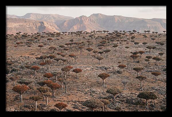 Dragon Blood Trees On Socotra Island
