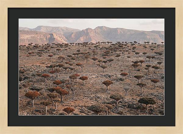 Dragon Blood Trees On Socotra Island