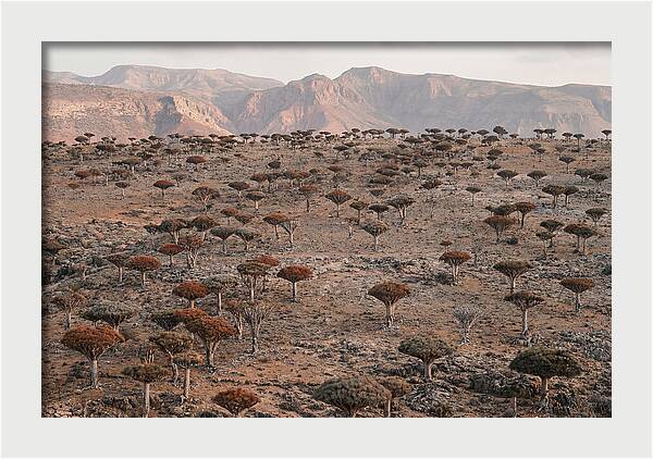 Dragon Blood Trees On Socotra Island