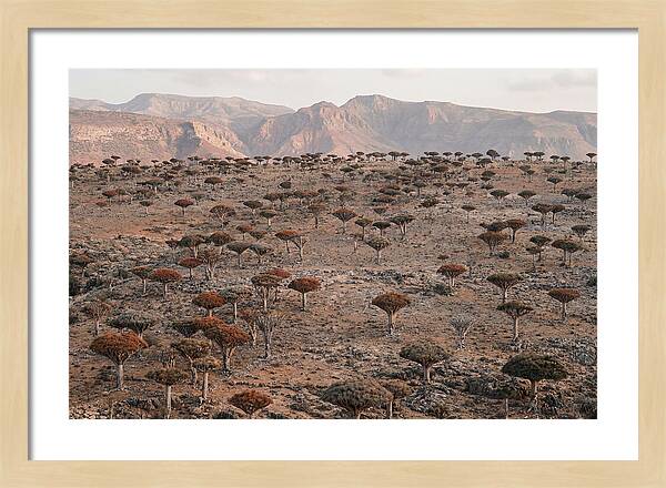 Dragon Blood Trees On Socotra Island