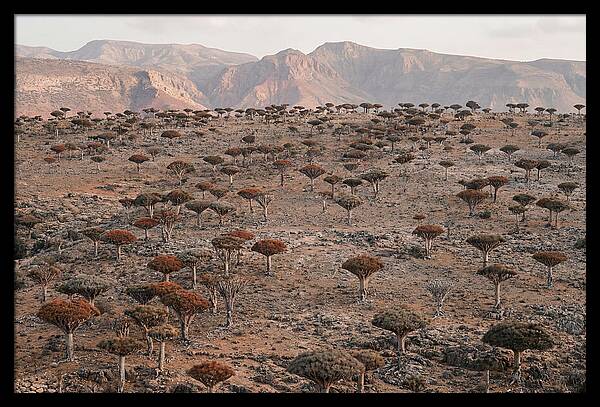 Dragon Blood Trees On Socotra Island