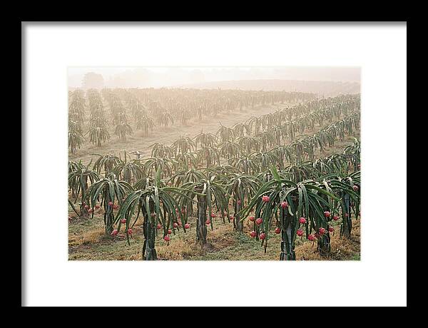 Dragon Fruit Fields At Dawn