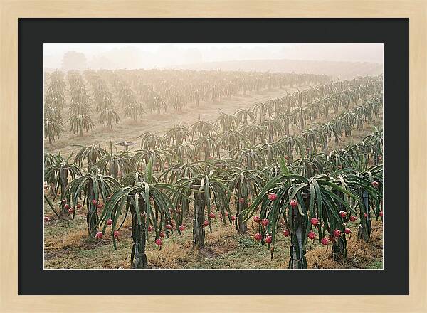 Dragon Fruit Fields At Dawn