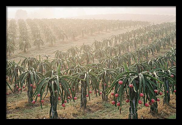 Dragon Fruit Fields At Dawn