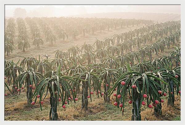 Dragon Fruit Fields At Dawn