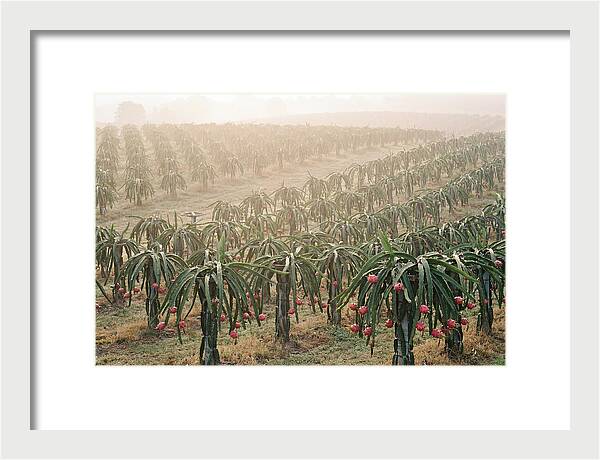 Dragon Fruit Fields At Dawn