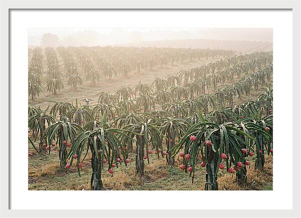 Dragon Fruit Fields At Dawn