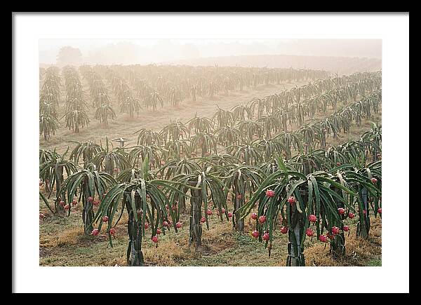 Dragon Fruit Fields At Dawn