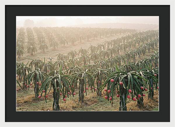 Dragon Fruit Fields At Dawn