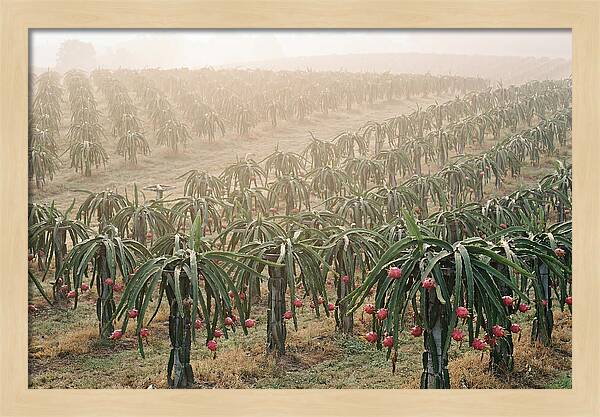 Dragon Fruit Fields At Dawn