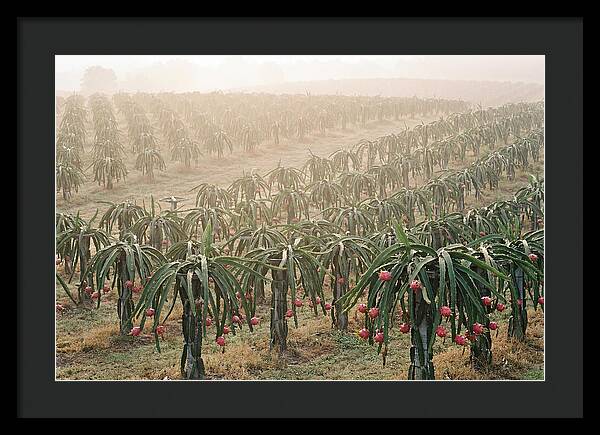 Dragon Fruit Fields At Dawn