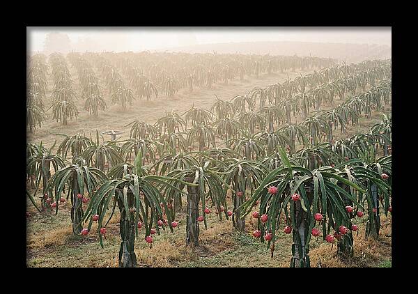 Dragon Fruit Fields At Dawn