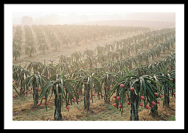 Dragon Fruit Fields At Dawn