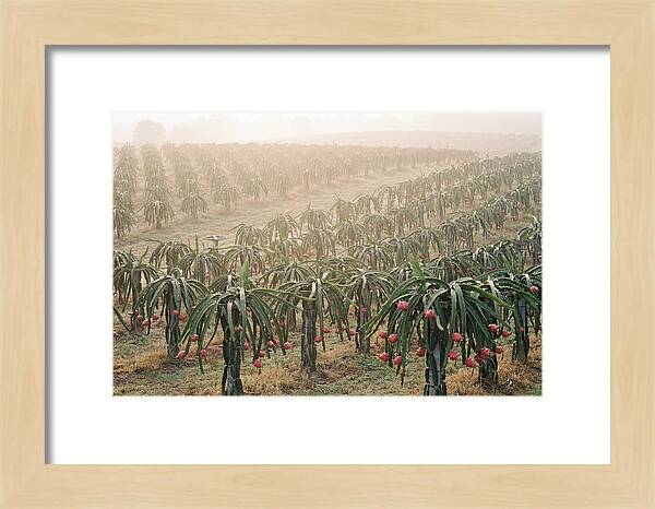 Dragon Fruit Fields At Dawn