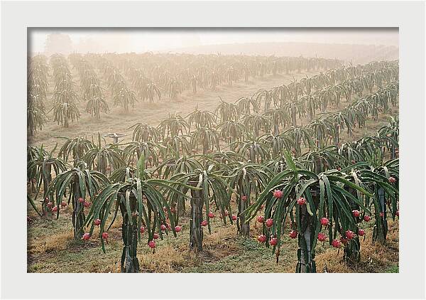 Dragon Fruit Fields At Dawn
