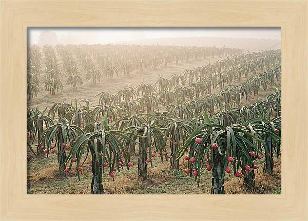 Dragon Fruit Fields At Dawn
