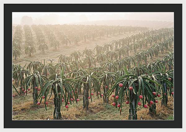 Dragon Fruit Fields At Dawn