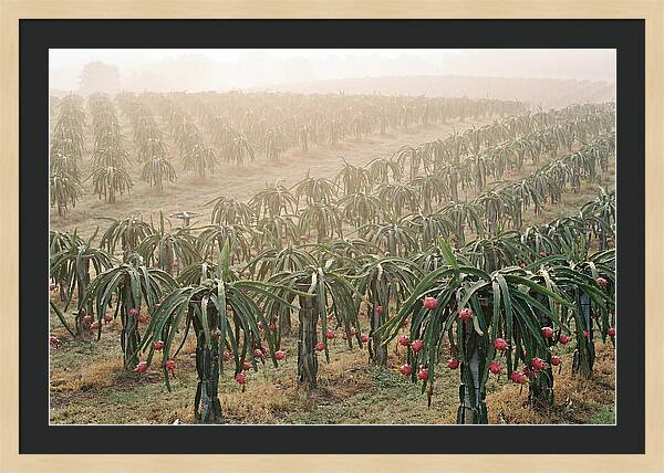 Dragon Fruit Fields At Dawn