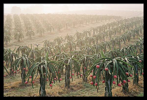 Dragon Fruit Fields At Dawn