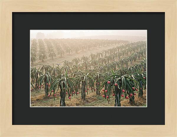 Dragon Fruit Fields At Dawn