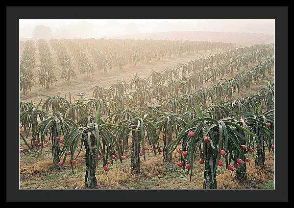 Dragon Fruit Fields At Dawn