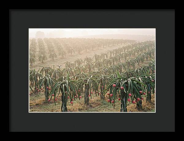 Dragon Fruit Fields At Dawn