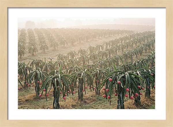 Dragon Fruit Fields At Dawn