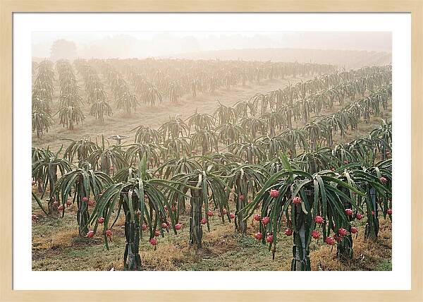 Dragon Fruit Fields At Dawn