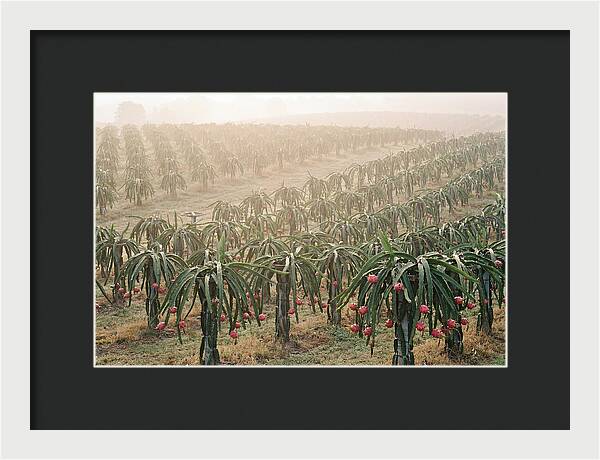 Dragon Fruit Fields At Dawn