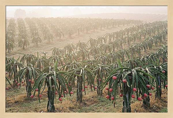 Dragon Fruit Fields At Dawn