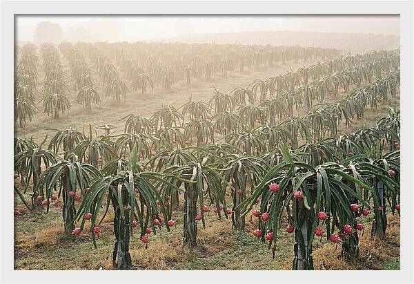 Dragon Fruit Fields At Dawn