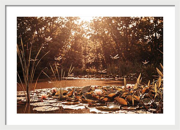 Dragonflies Over Summer Lily Pond