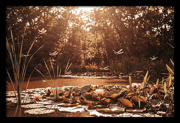 Dragonflies Over Summer Lily Pond